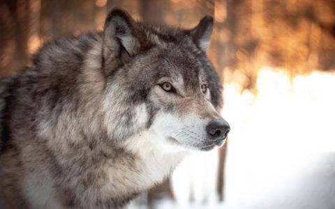 22 Best Songs About Wolves