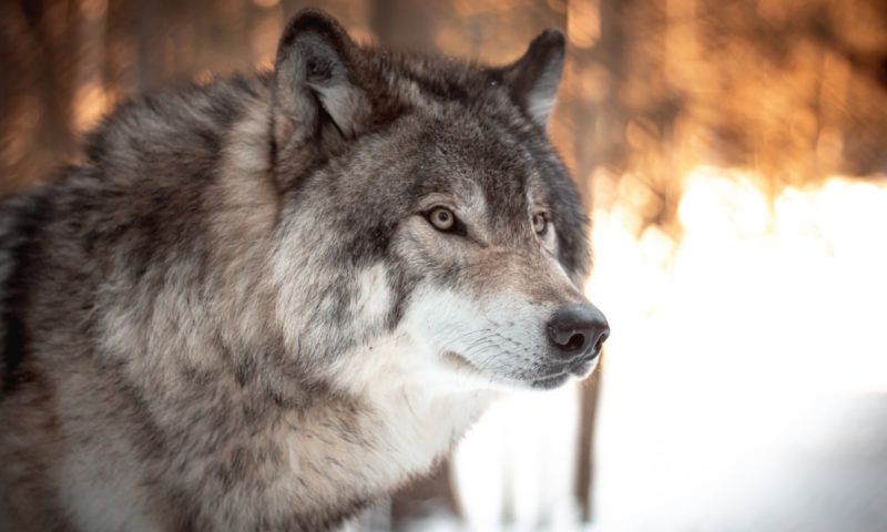 22 Best Songs About Wolves